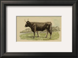 Buy Antique Cow III at AllPosters.com