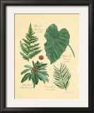 Buy Rainforest Collection IV at AllPosters.com