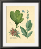 Buy Rainforest Collection III at AllPosters.com