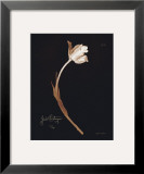 Buy Tulip at AllPosters.com