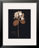 Buy Hydrangea at AllPosters.com
