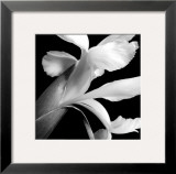Buy Iris at AllPosters.com