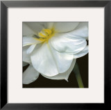 Buy O'Keefe Jonquil at AllPosters.com