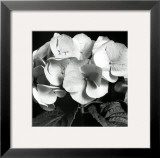 Buy Hydrangea at AllPosters.com