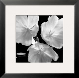 Buy Tulips at AllPosters.com