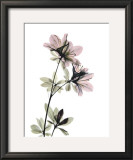 Buy Azalea at AllPosters.com