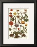 Crocii