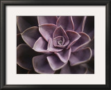 Buy Echeveria I at AllPosters.com