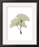 Buy Ginko I at AllPosters.com