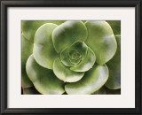 Buy Echeveria II at AllPosters.com