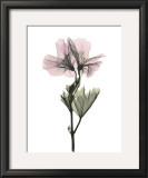 Buy Geranium at AllPosters.com