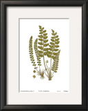 Buy Sea Spleenwort at AllPosters.com