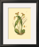 Buy Orchids IV at AllPosters.com