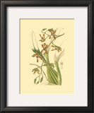 Buy Orchids III at AllPosters.com