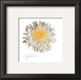 Buy White Daisy at AllPosters.com