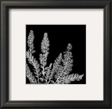 Black and White Ferns II