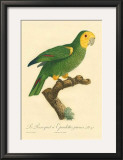 Buy Barraband Parrot No. 98 at AllPosters.com