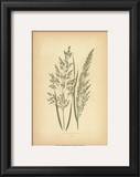 Grasses III