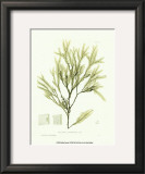 Buy Seaweed I at AllPosters.com