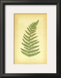 Buy Fern V at AllPosters.com