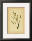 Grasses V