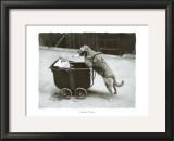 Canine Nurse