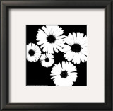 Black and White Asters II