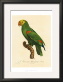 Buy Barraband Parrot No. 86 at AllPosters.com