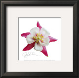 Buy Pink Columbine at AllPosters.com
