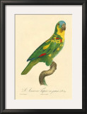 Buy Barraband Parrot No. 89 at AllPosters.com