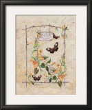 Primrose Butterfly