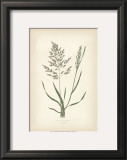 Buy Grasses VI at AllPosters.com