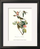 Vireo