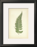 Buy Fern IV at AllPosters.com