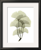 Buy Ginko II at AllPosters.com