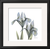 Japanese Iris II