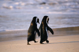 African Penguins Poster