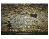 Mattez Un Canard Sur Un Lac