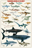 Dangerous Sharks