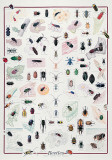 Beetles