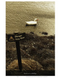 Ducks Are a Dubbling