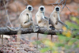 Gray Langurs on Tree