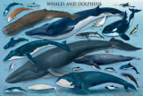 Buy Whales and Dolphins at AllPosters.com