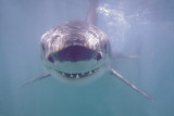 Great White Shark