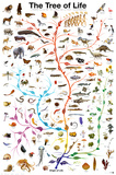 Evolution - The Tree of Life Poster