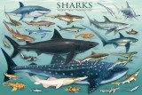 Buy Sharks at AllPosters.com