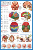 The Brain