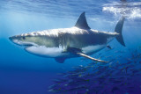 Great White Shark Poster