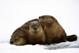 River Otters