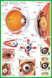 The Eye